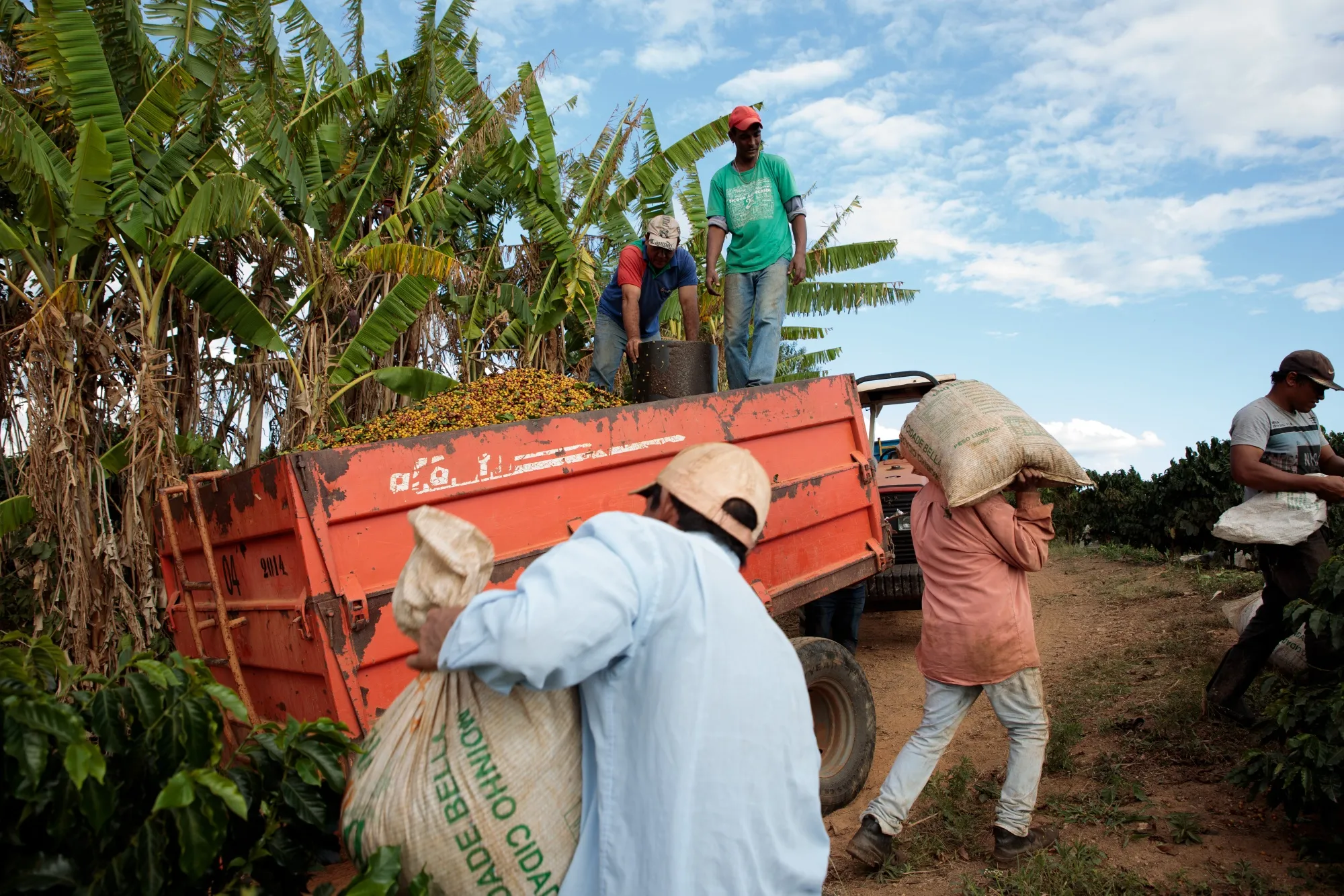 Coffee Disruptions Are Coming As Brazilian Farmers Battle For Higher Pay