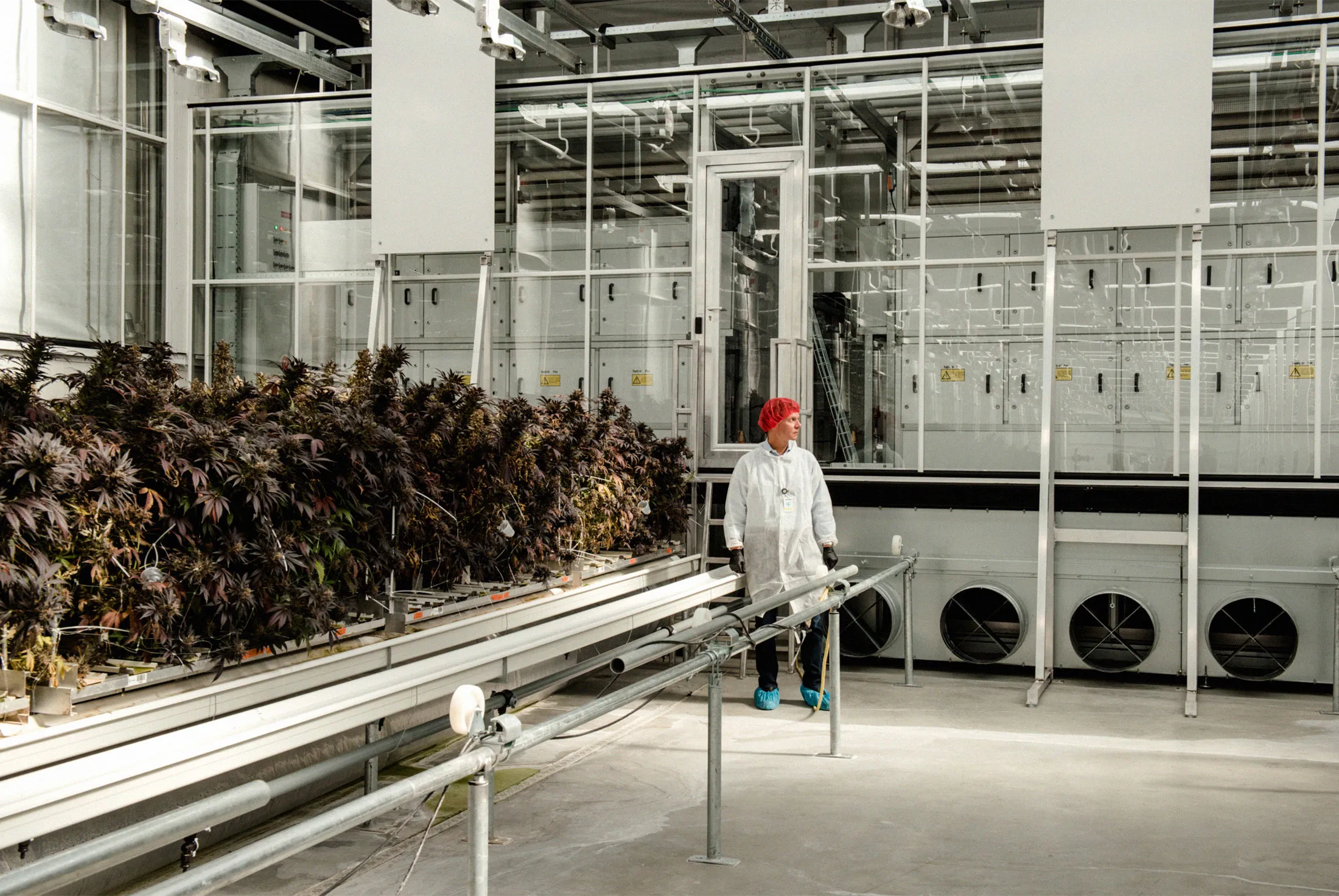 Cam Battley, chief corporate officer for Aurora Cannabis, at a company greenhouse in Edmonton.