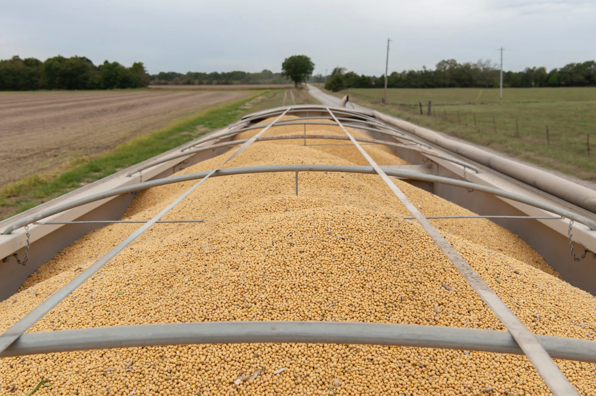 Harvested soybeans transported in a grain truck on a farm near Gregory, Arkansas.