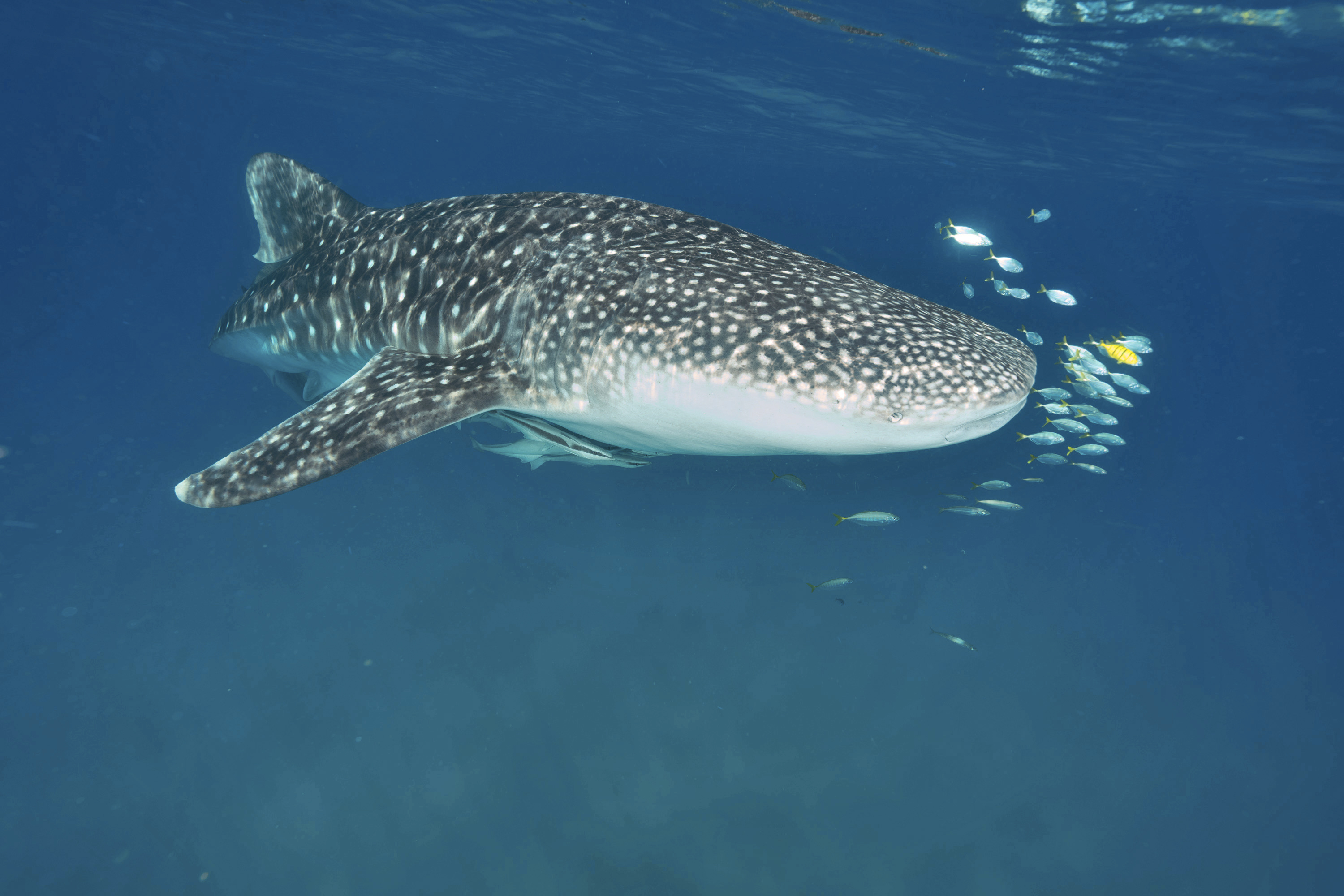 A whale shark in the waters around the Bazaruto archipelago
