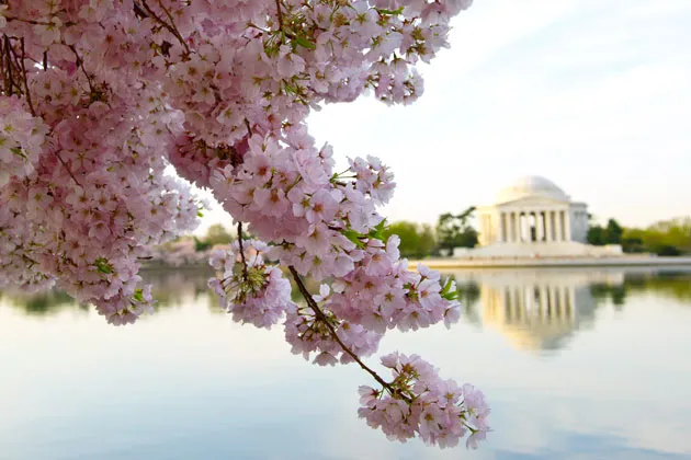Cherry blossoms at the Jefferson Memorial Tidal Basin in Washington on April 11