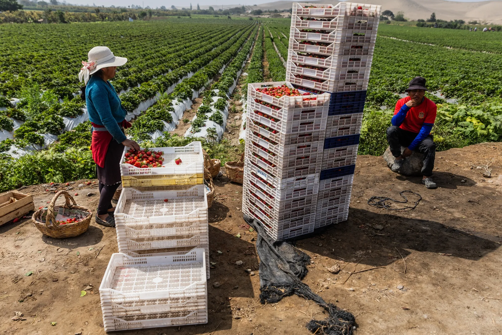 Workers harvest a strawberry crop at a farm in Huacho, Peru.