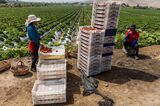 El Nino Hits Peruvian Harvests and Stokes Food Price Inflation 
