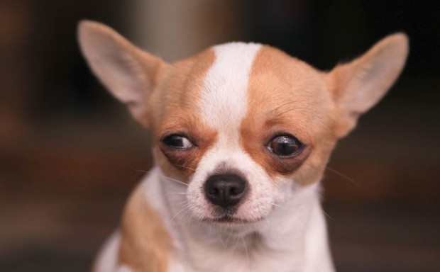 The &quot;Skeptical Chihuahua&quot; is not a stray, for what it's worth.