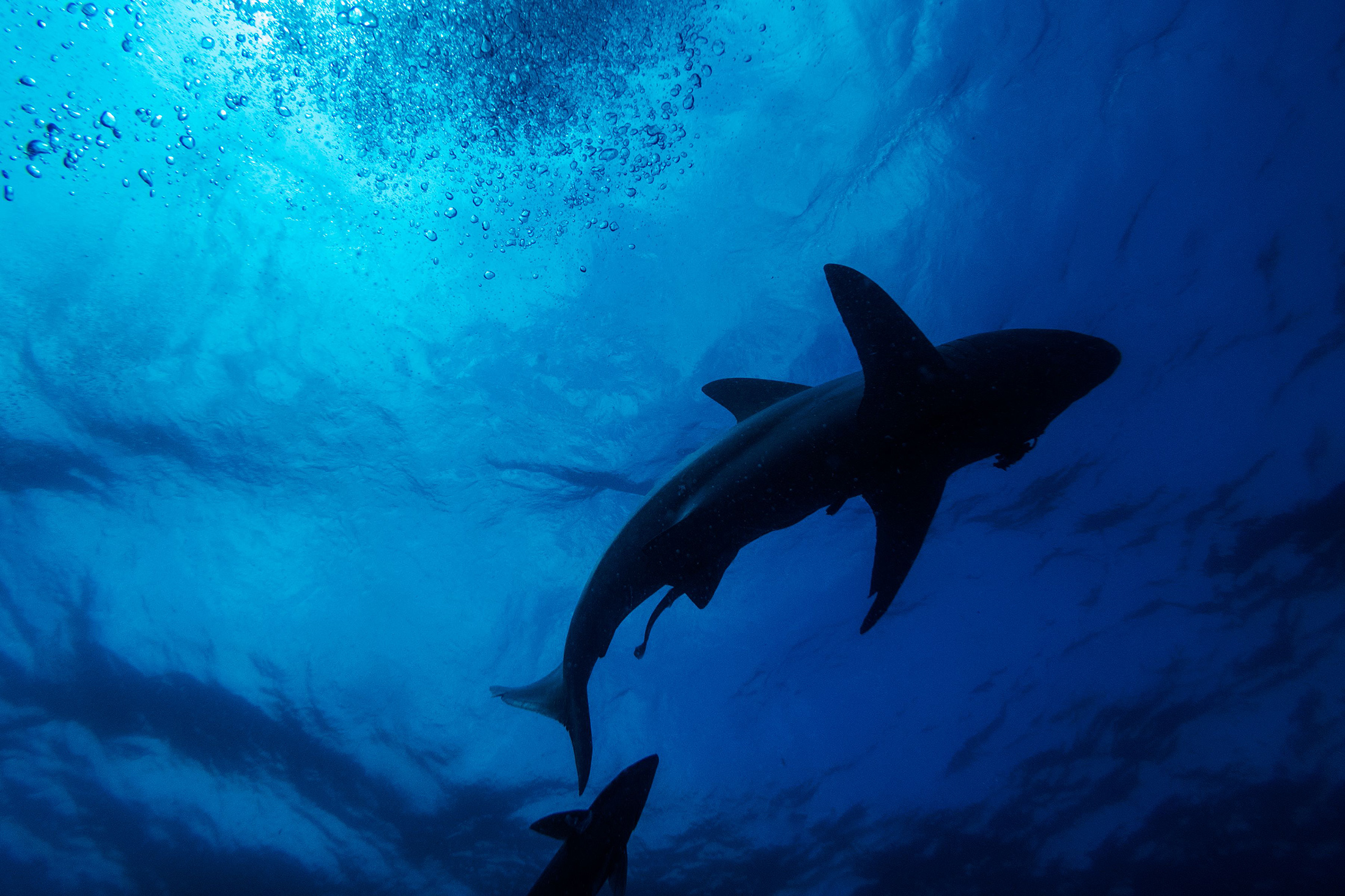 Black-tip sharks swim near Durban, South Africa.