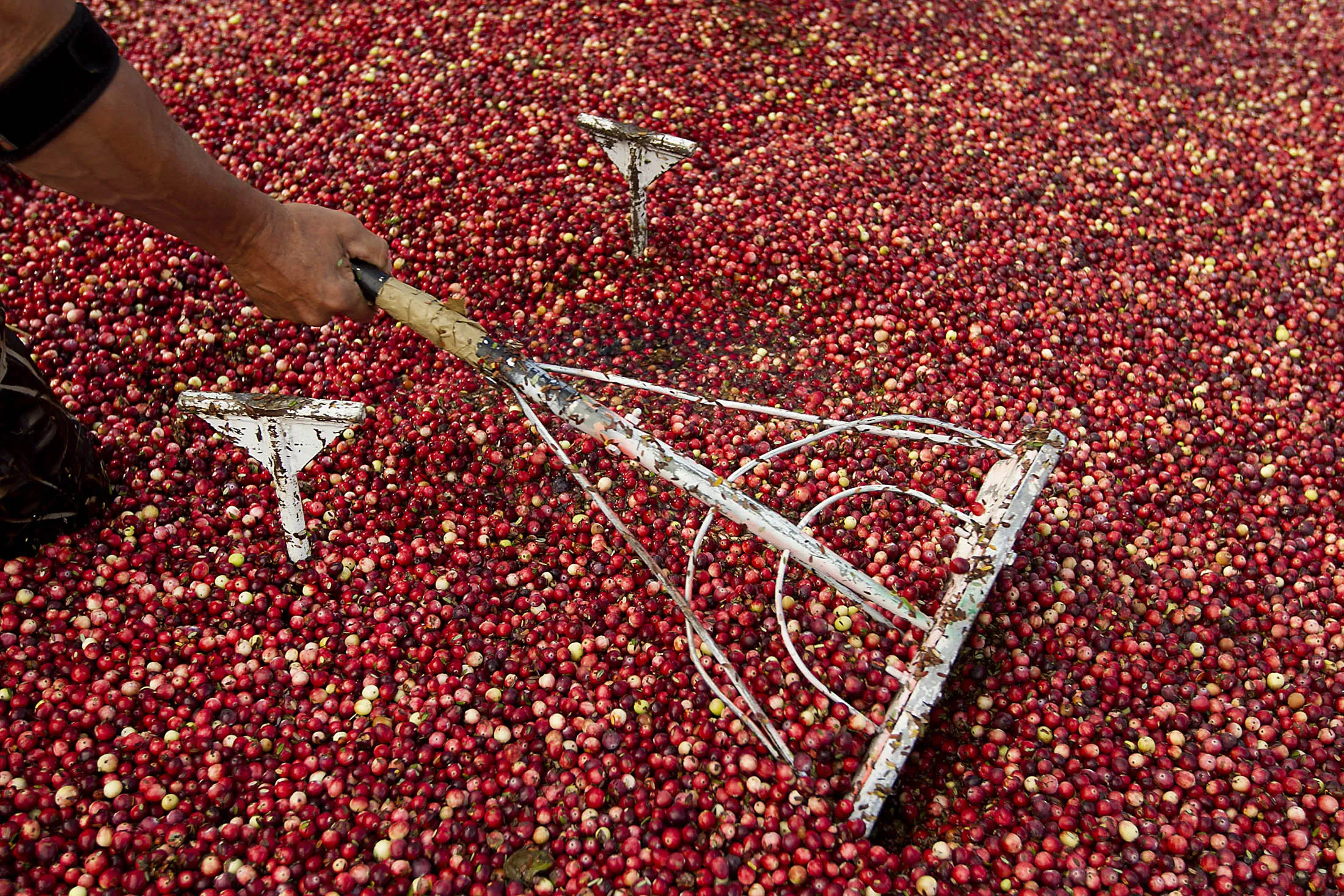 A cranberry harvester rakes ripe cranberries towards an industrial pump at the Bumpus cranberry bog during the fall cranberry harvest for the A.D. Makepeace Company in Carver, Massachusetts on Wednesday, October 2, 2013. A.D. Makepeace is the world's largest cranberry producer. Matthew Healey/Bloomberg
