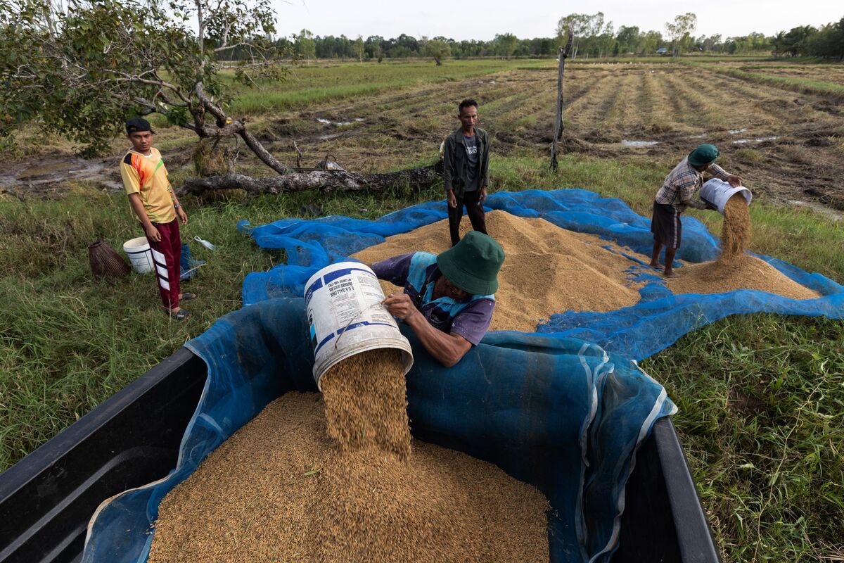 Rice on Cusp of Fresh 15-Year High in Asia After Sharp Rebound - Bloomberg
