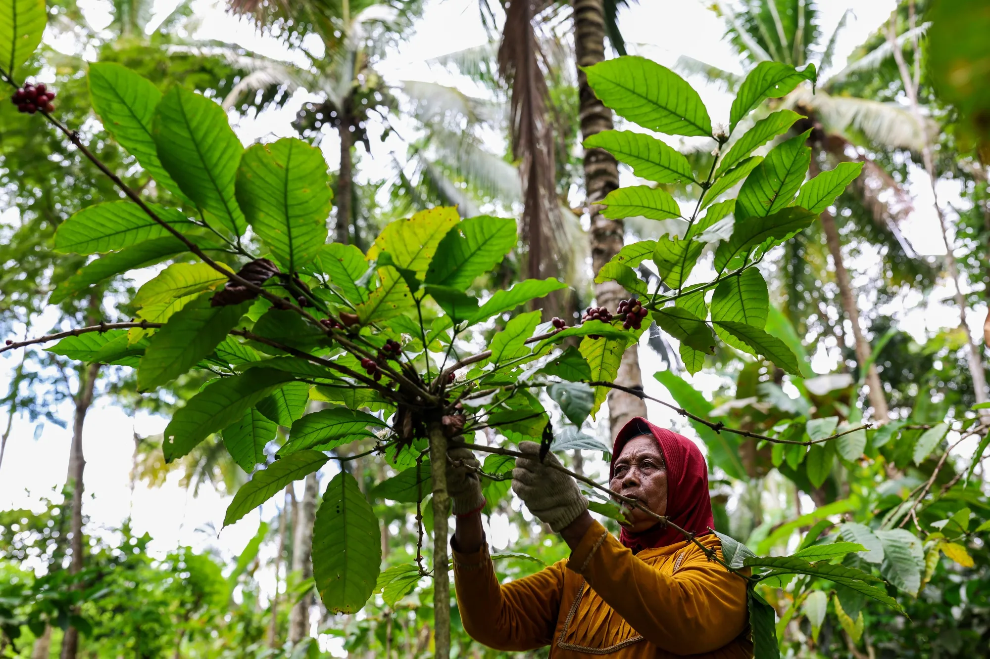 Coffee berries harvested at a plantation in Banyuwangi,&nbsp;Indonesia.&nbsp;