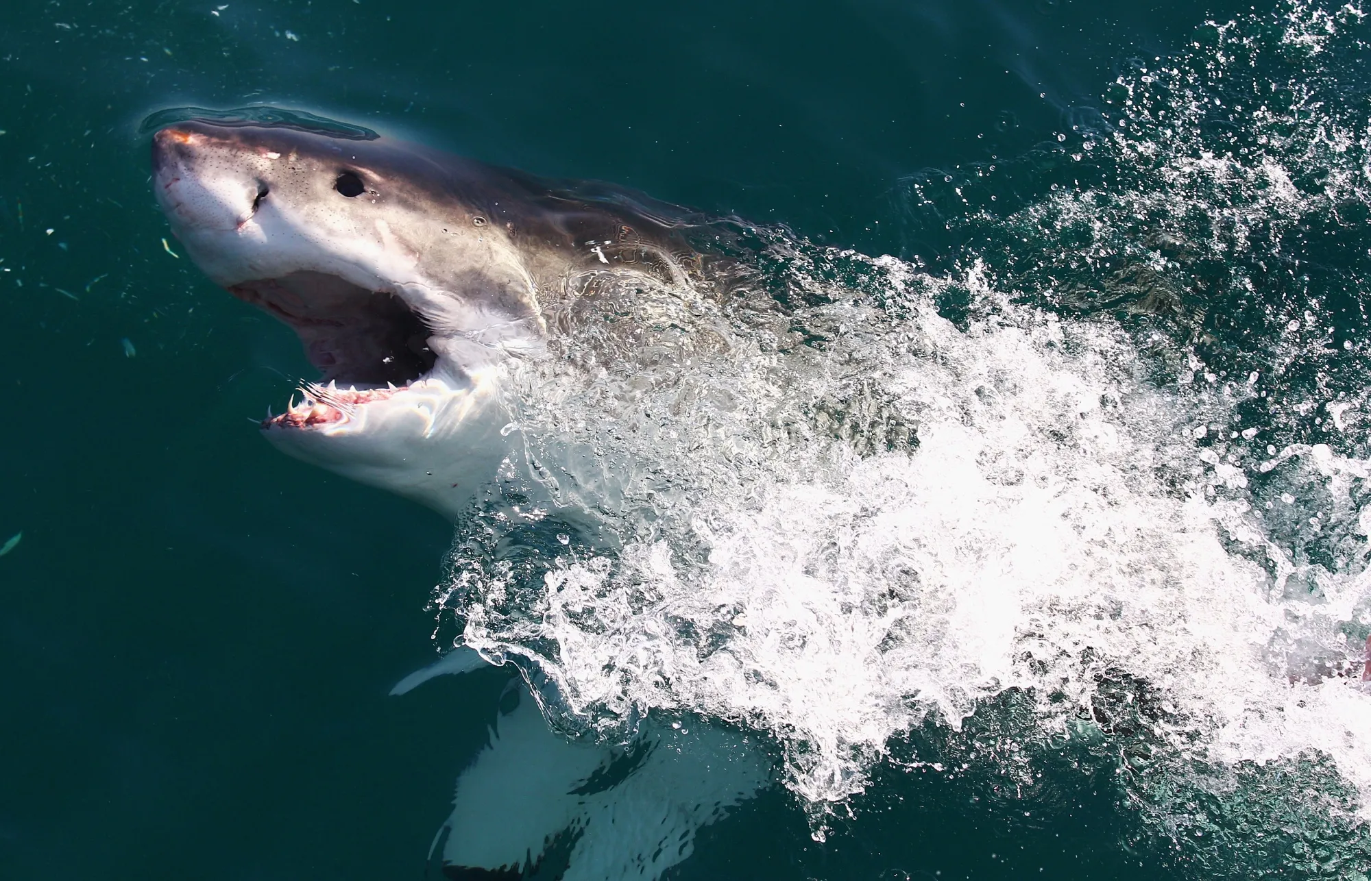 A great white shark off the coast of South Africa.