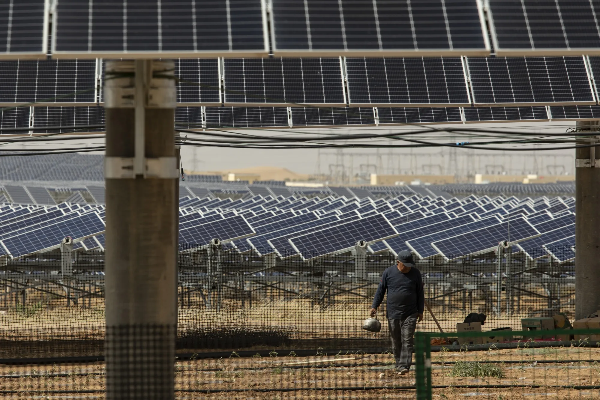 A farmer tends to tomato plants growing under an array of solar panels at a solar project in the Kubuqi Desert, Inner Mongolia, China.