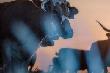 Global Food Companies Are Struggling to Deliver Methane Progress