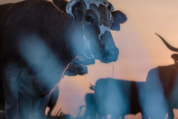 Global Food Companies Are Struggling to Deliver Methane Progress