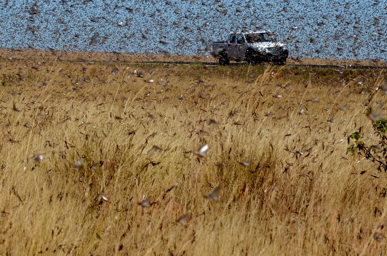 A swarm of Red Locusts north of the town of Sakaraha, Madagascar, on April 27, 2013.
