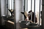 Calves stand in a barn at a Delta, British Columbia dairy farm in July 2019.
