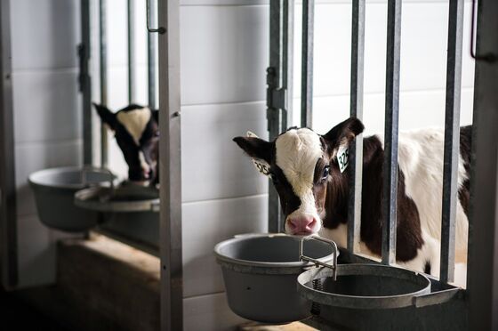 U.S. Seeks Trade-Pact Dispute Panel to Probe Canada Dairy Quotas