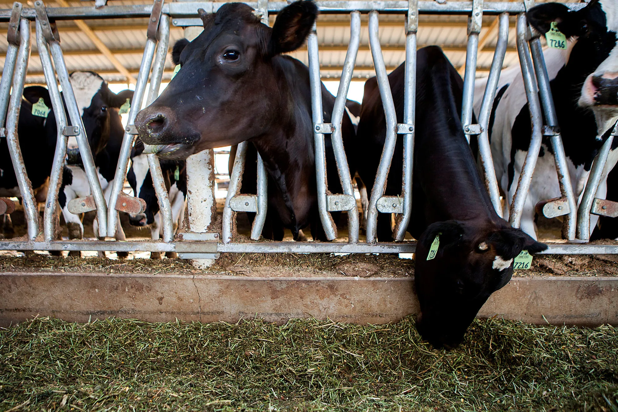 Inside The Van Ommering Dairy As U.S. Milk Production Declines