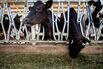 Inside The Van Ommering Dairy As U.S. Milk Production Declines