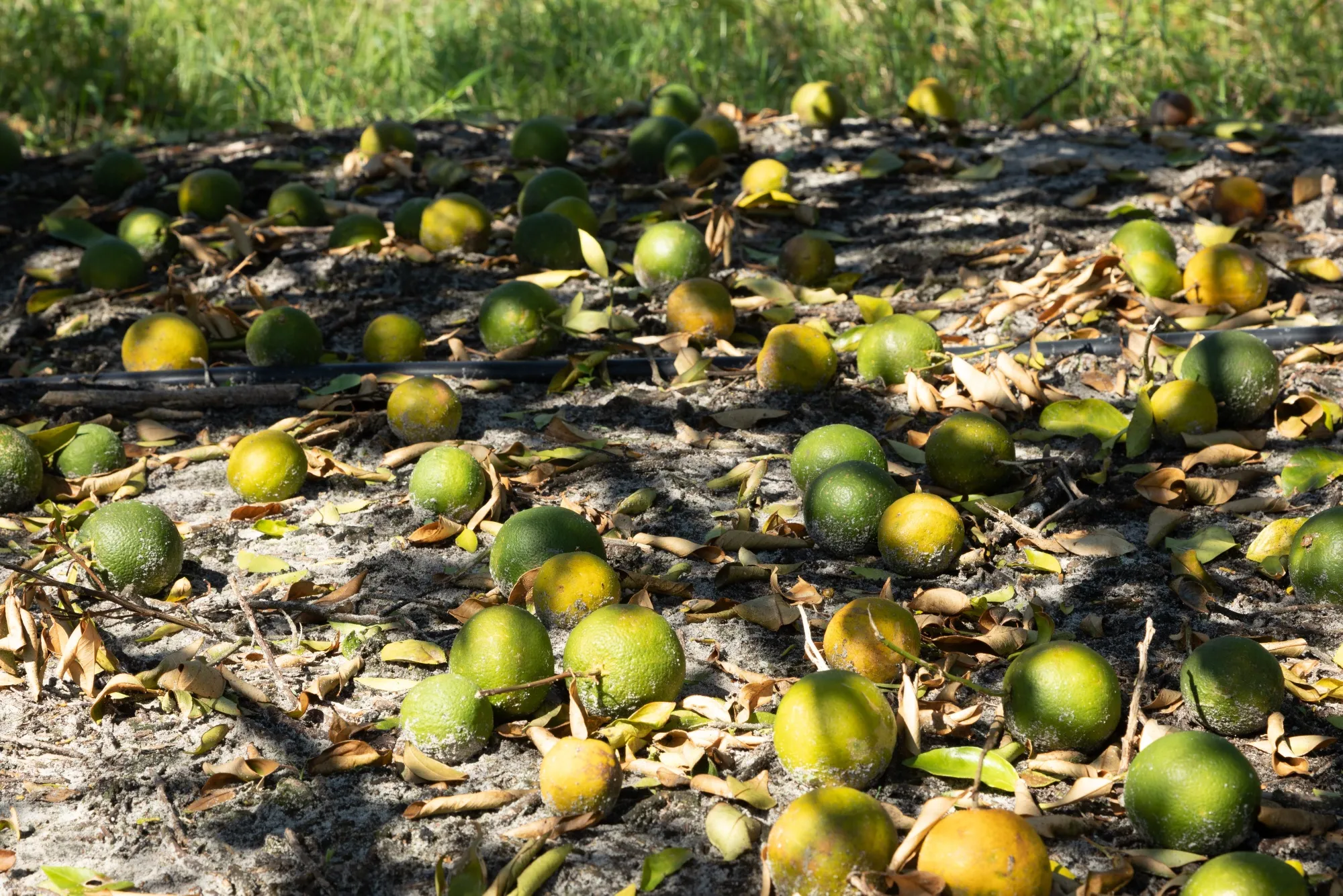 More than 300,000 acres of citrus lands were affected by Hurricane Milton.