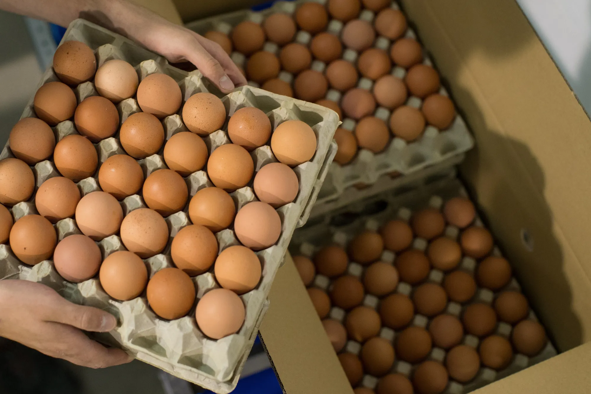 Europe Faces `Sky High' Egg Prices After Contamination Scare