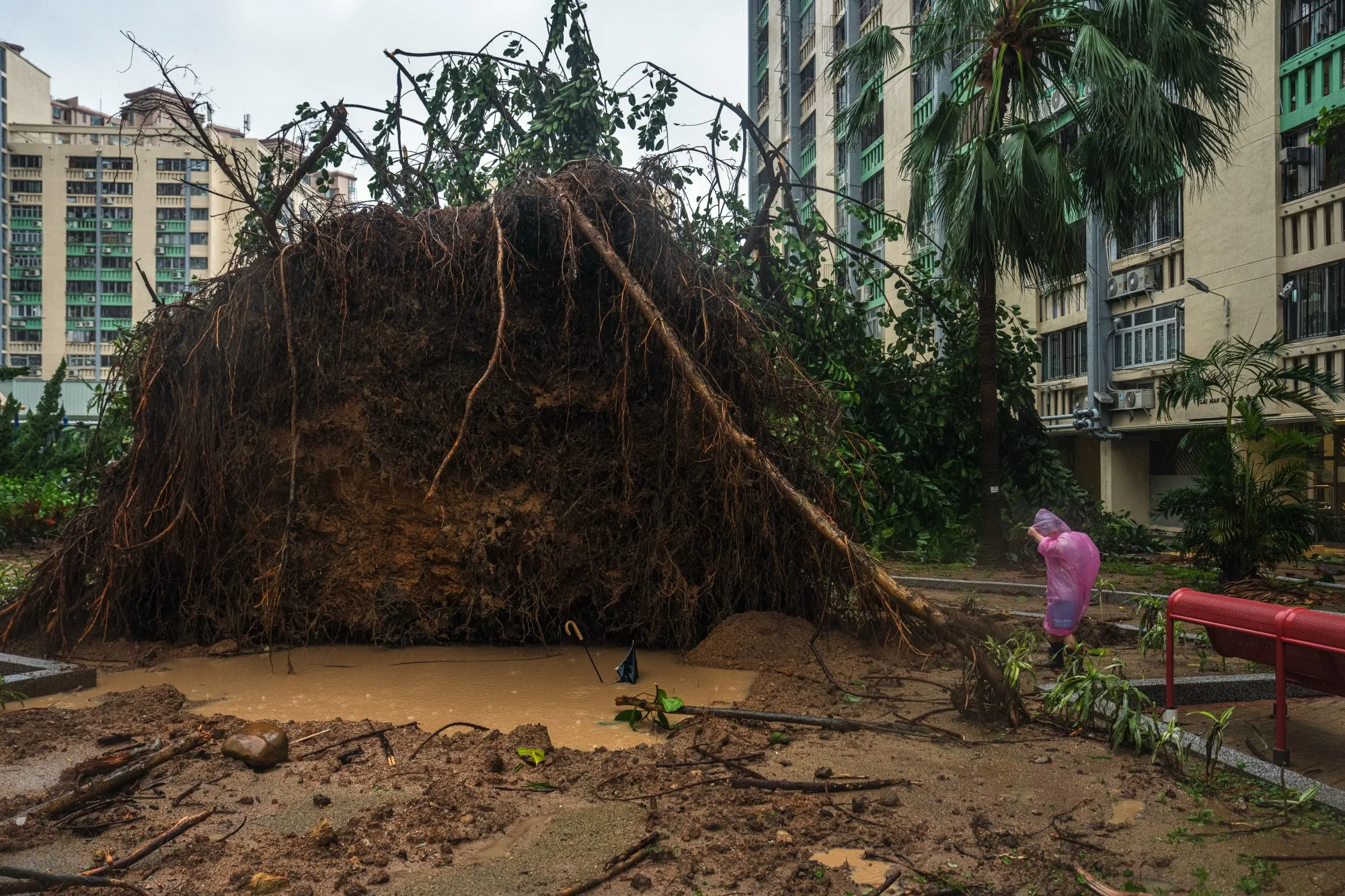 A fallen tree during Super Typhoon Ragasa in Hong Kong on Sept. 24.