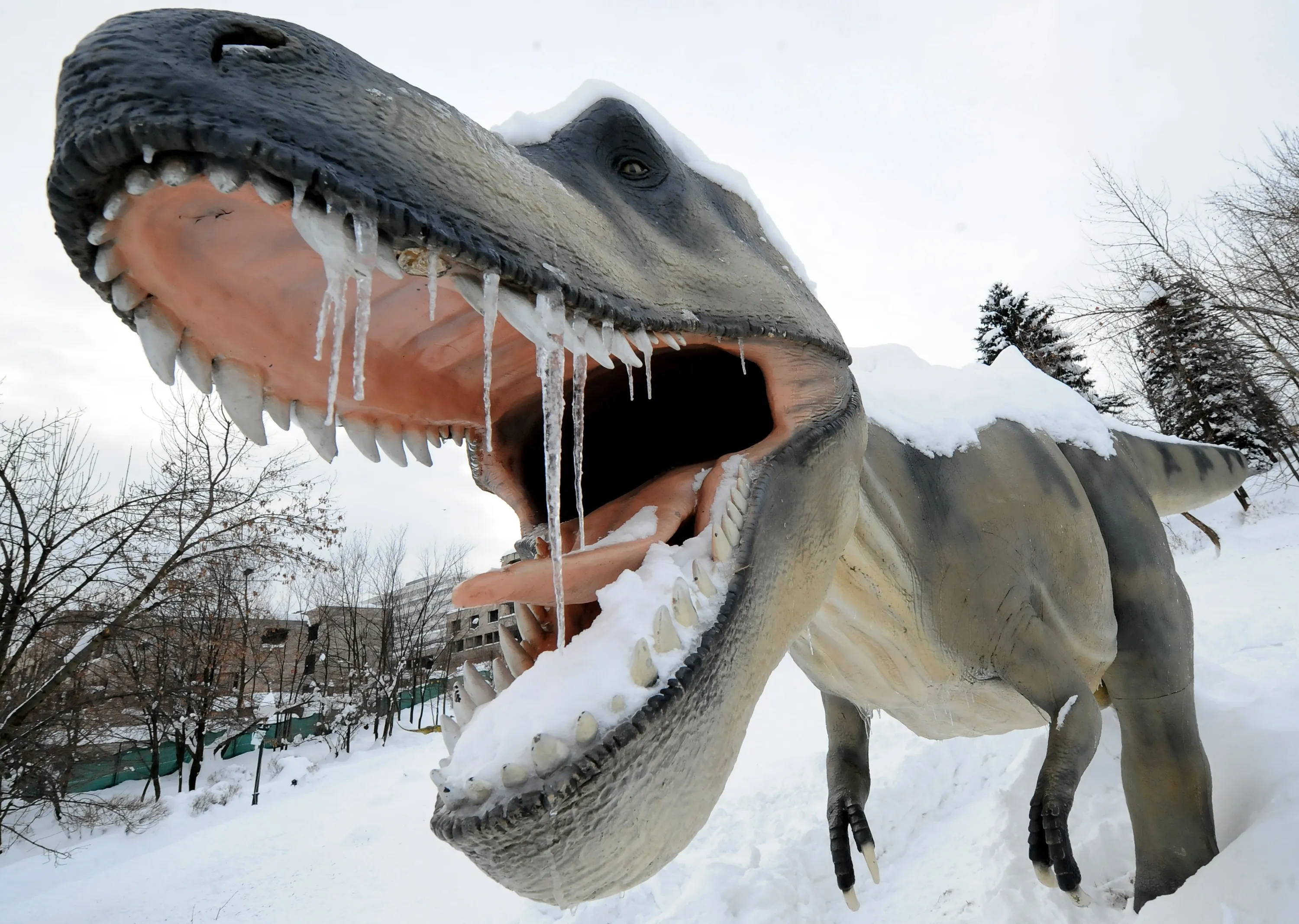 A life-size figure of a Tyranosaurus Rex