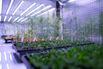 Carbon-Sucking Bionic Weeds Are New Front in Climate Change War