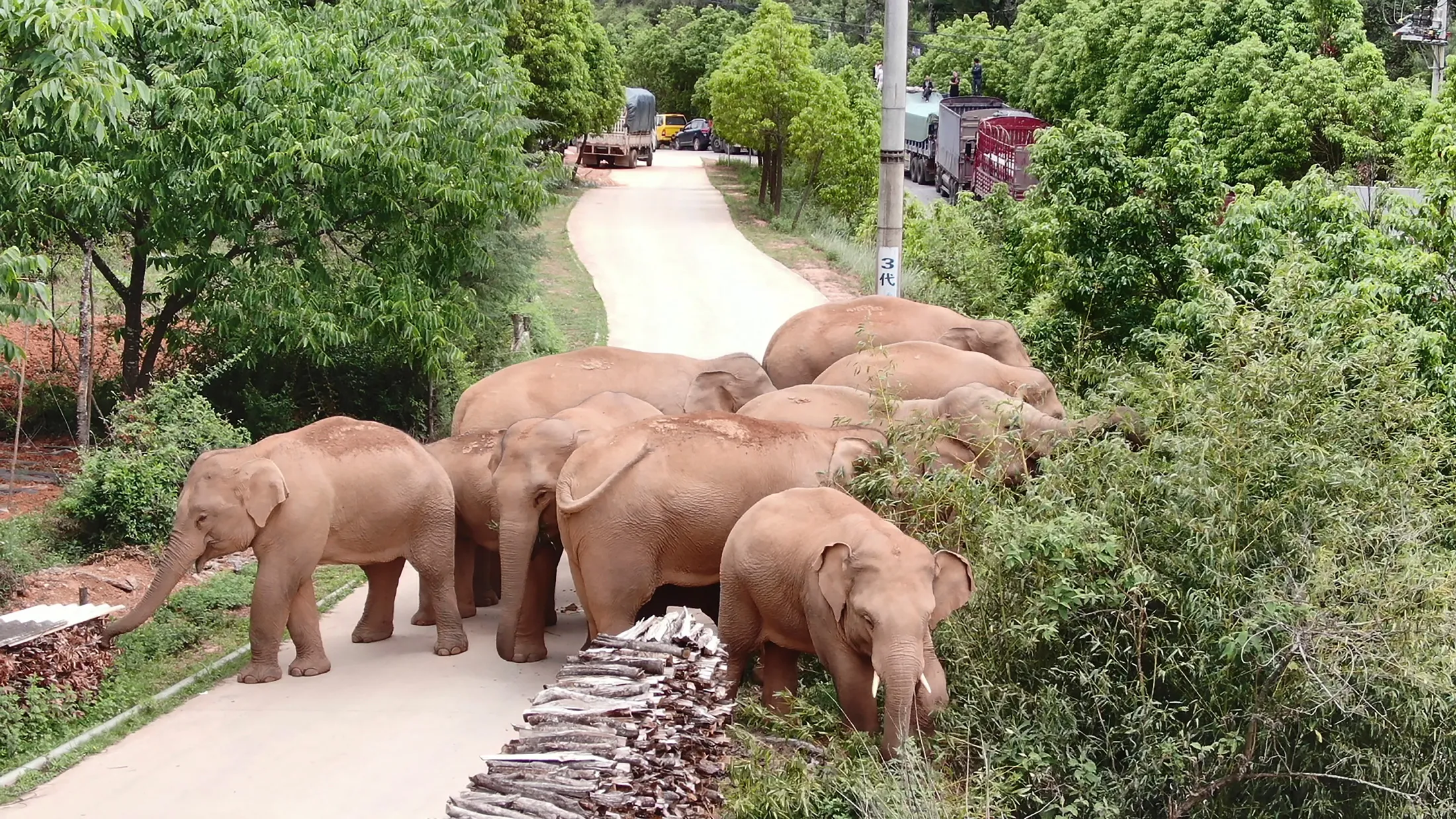 The herd of elephants graze in Jinning District of Kunming City, China on June 4.