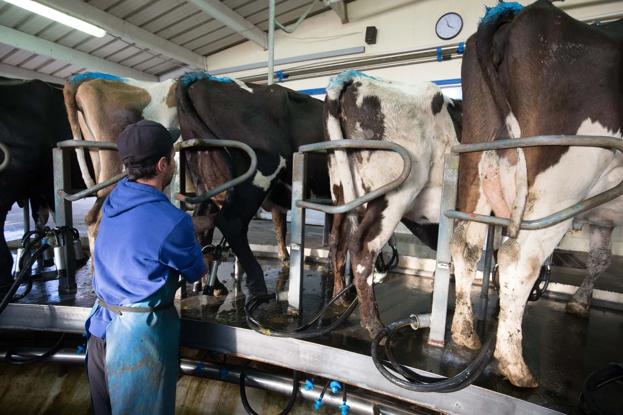 An employee prepares cows for milking in Hawera, New Zealand.