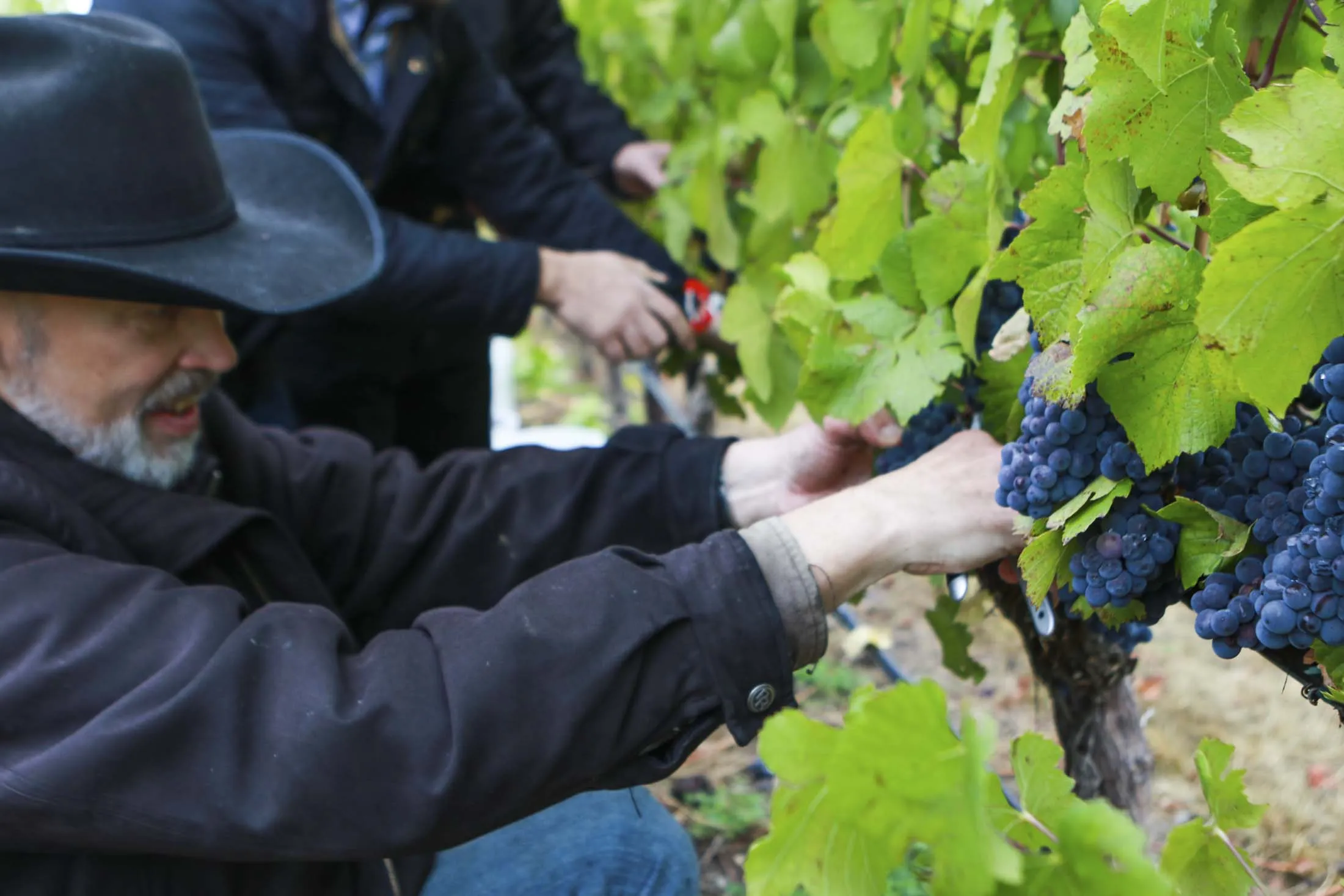 Gary Leif, a member of Oregon’s House of Representatives,&nbsp;examines wine grapes.