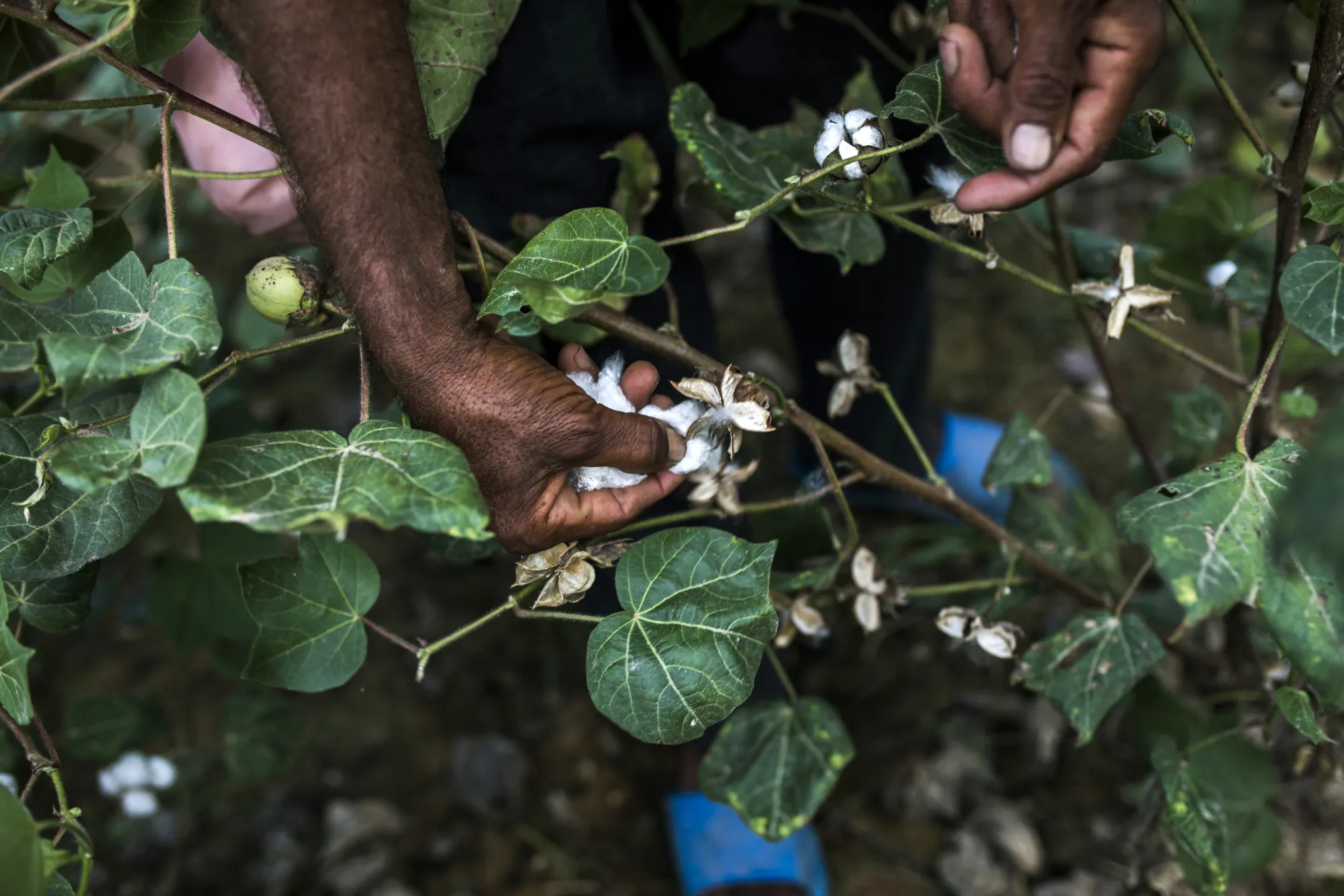 Cotton Cultivation as Dry Weather Hurts Yields 