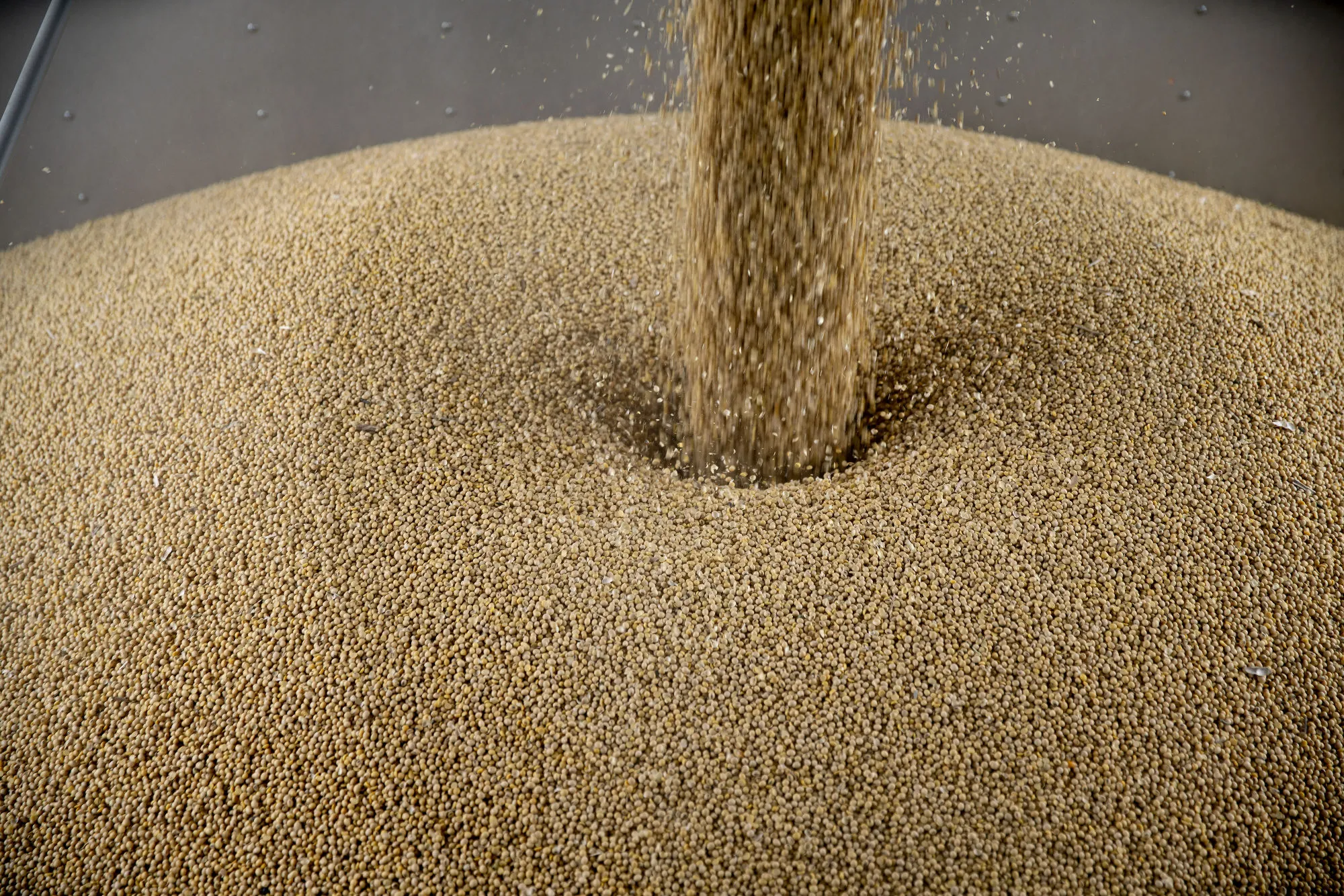 Soybeans are loaded into a truck at a grain elevator.