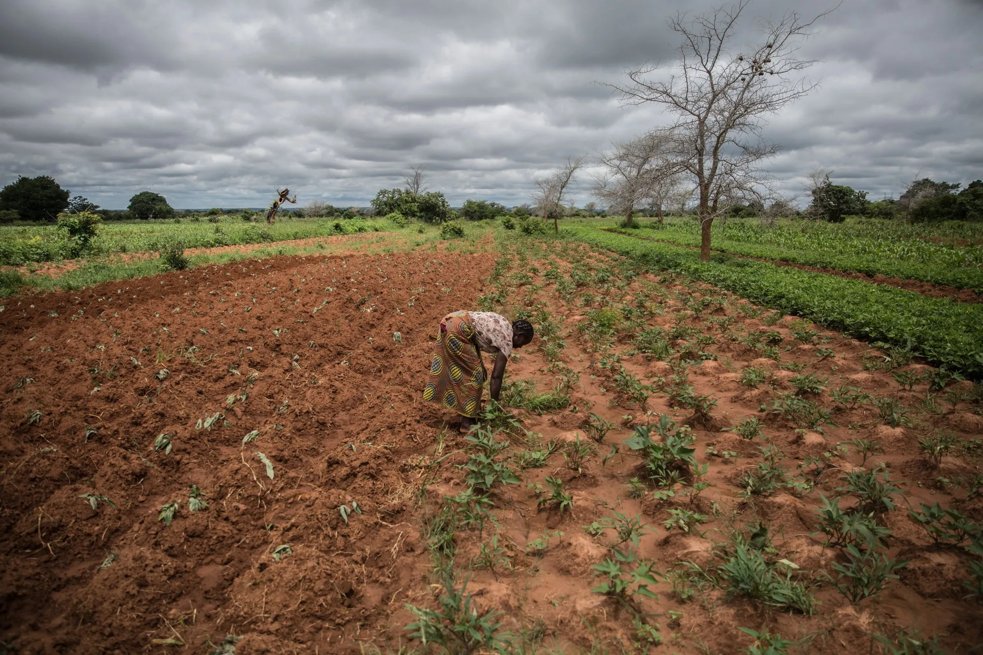 A farmer inspect crops damaged by drought in Zambia