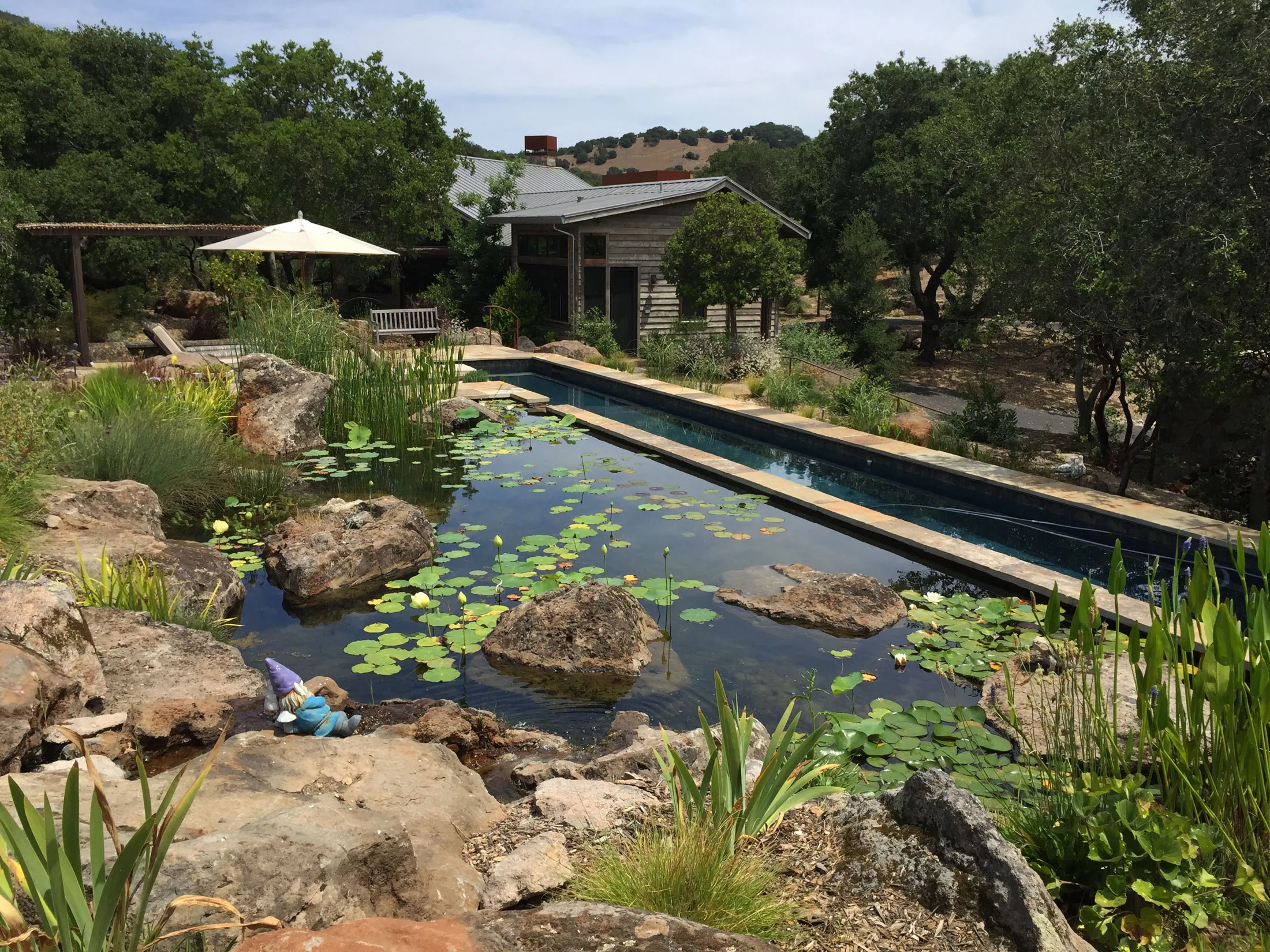 Forget Backyard Pools, Build a Swimming Pond Instead - Bloomberg