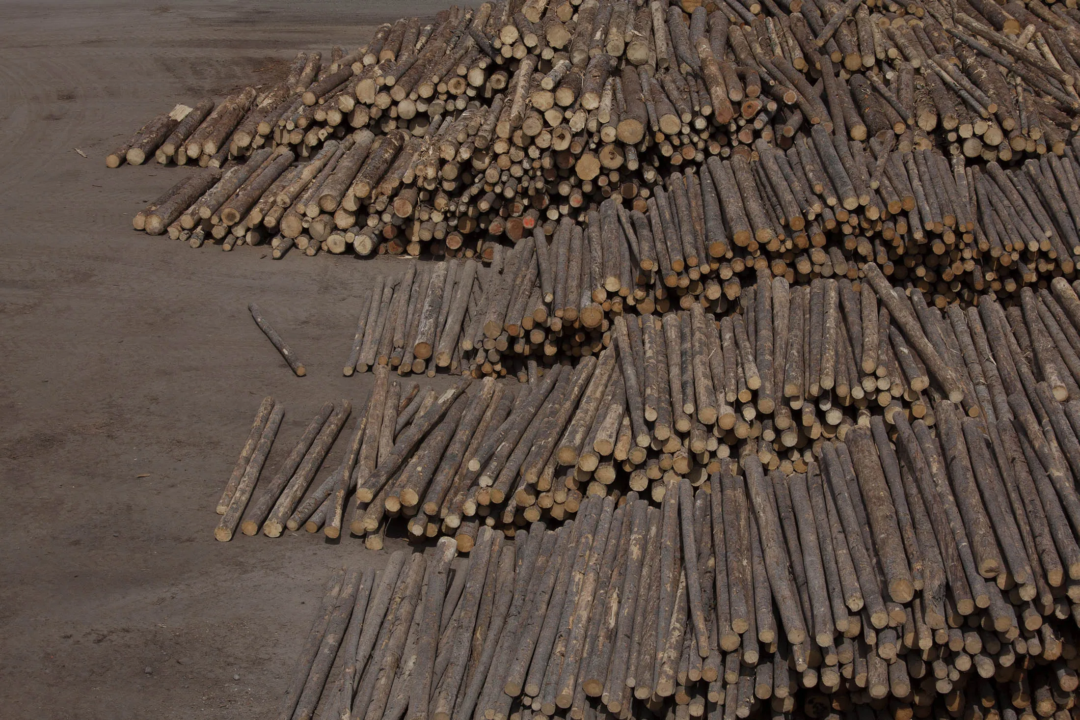 Logs sit in piles before being processed at the West Fraser Timber Co. sawmill in Quesnel, British Columbia, Canada, on Friday, June 5, 2015. Since the late 1990s, the grain-of-rice-sized mountain pine beetle has attacked and killed more than 700 million cubic meters of pine trees in the inland forests of British Columbia, Canada's top lumber-producing province.
