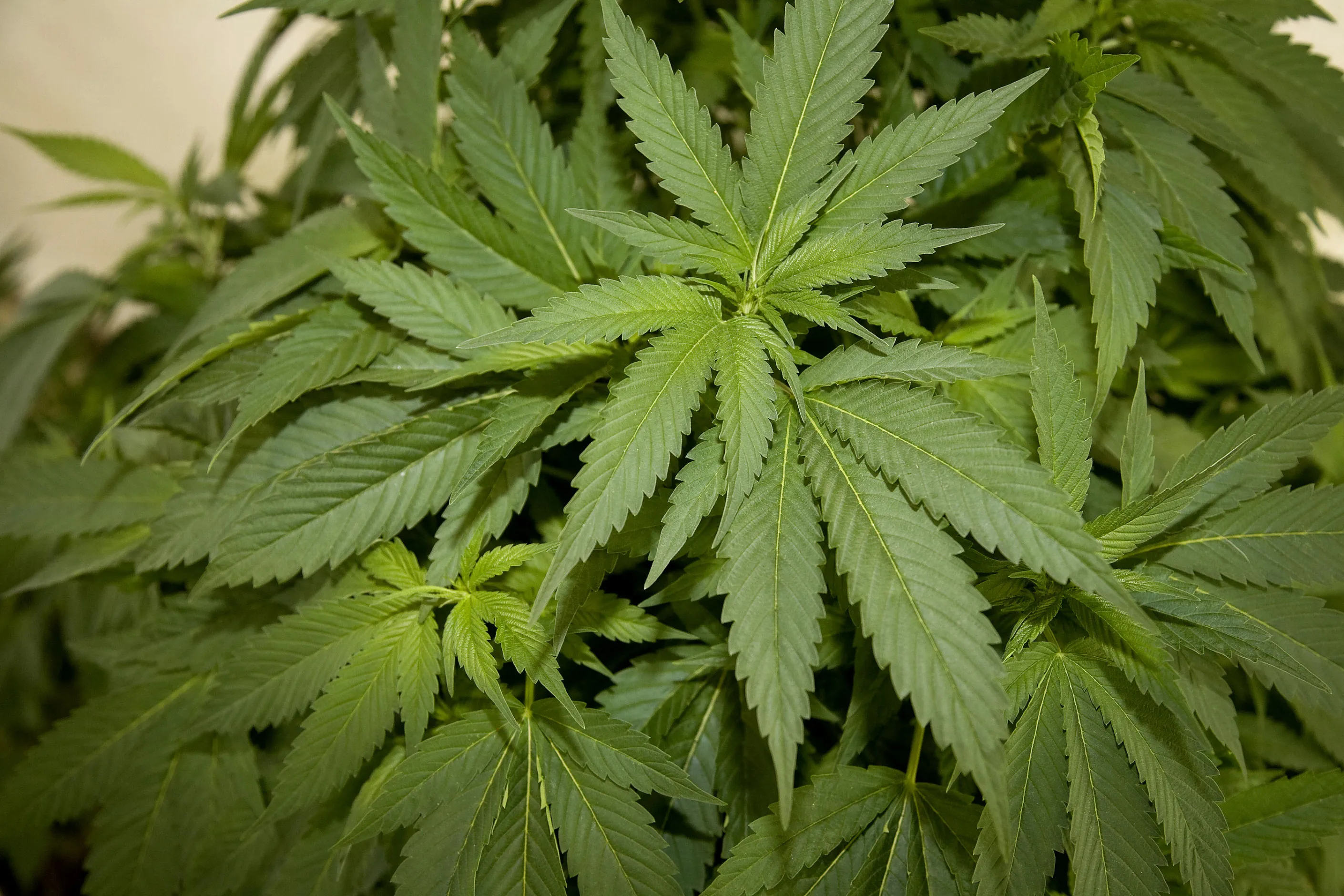 A Cannabis sativa plant, from which marijuana is derived.&nbsp;Cannabis company&nbsp;TerrAscend Corp.&nbsp;has applied for a listing on the&nbsp;Toronto Stock Exchange, which would be the first major stock-market membership for a US multistate operator.