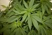 US Cannabis Seller TerrAscend Seeks Toronto Exchange Listing