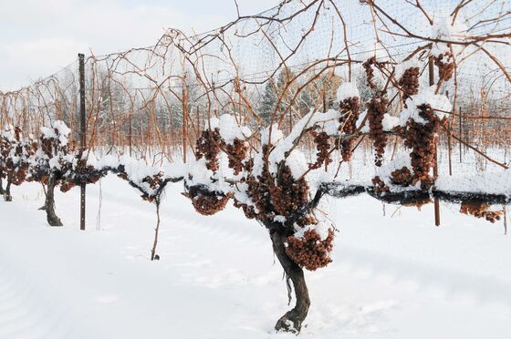 In World’s Top Ice Wine Region, 2020 Vintage Will Be Rare Find