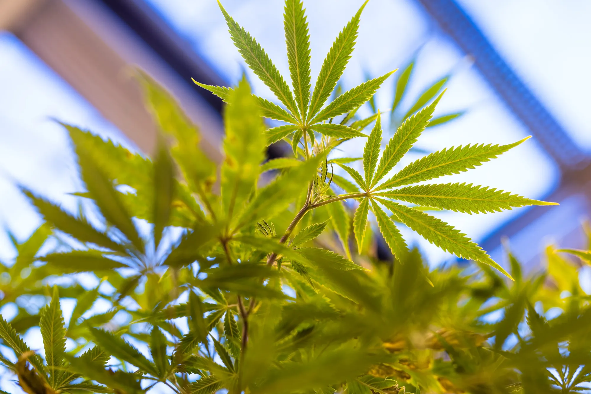America's First Cannabis-Based Medicine Is Made in England 