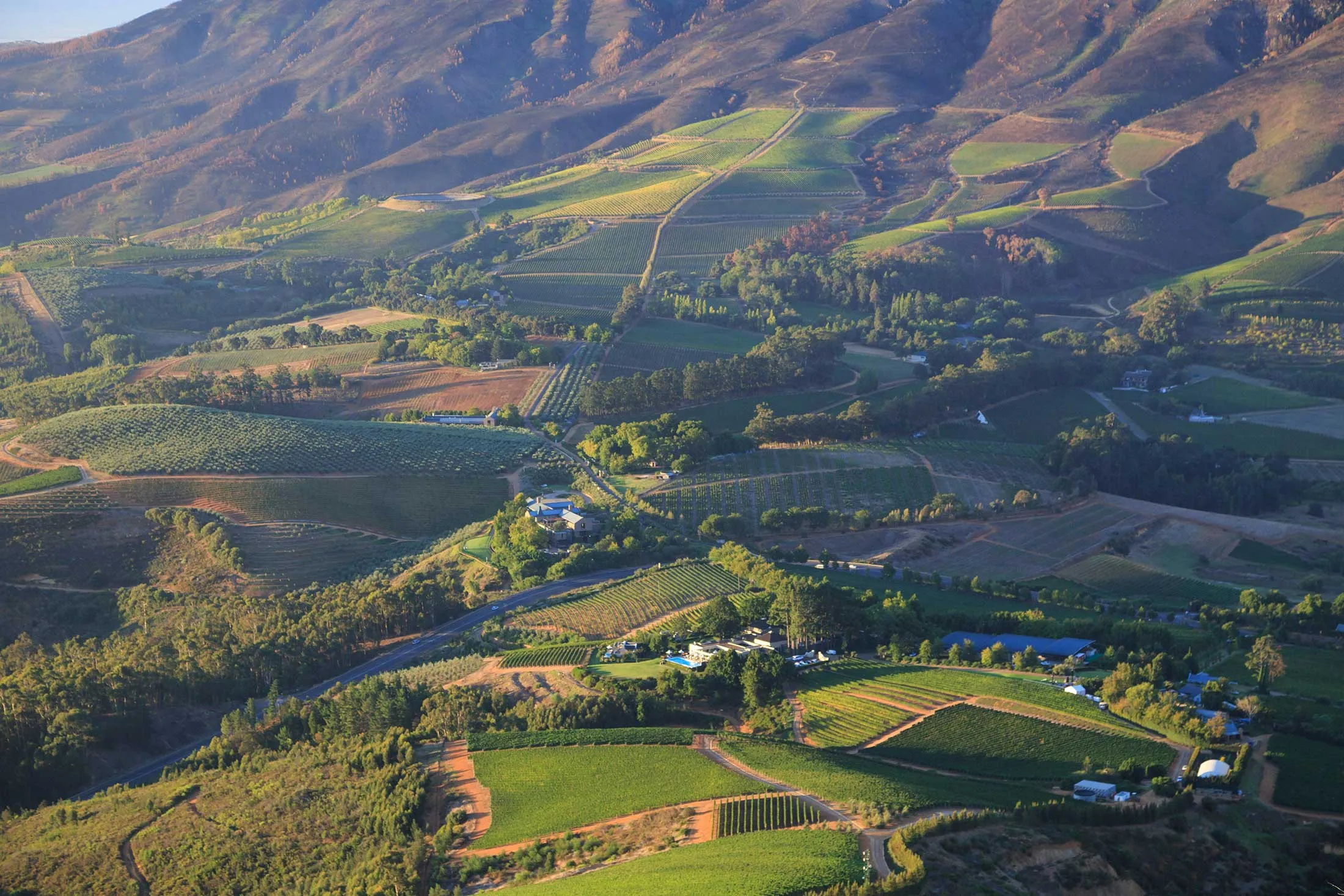 The vineyards of the Western Cape.