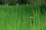 Rice Fields in Thailand as India’s Curbs Spook Market