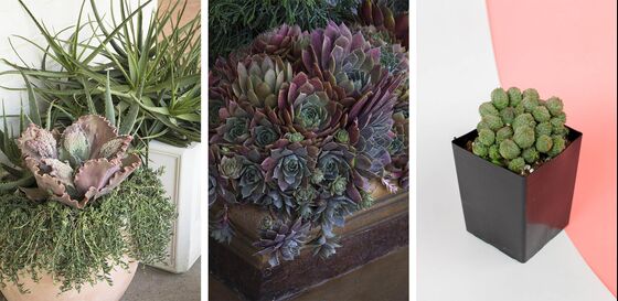 Start a Garden That Can Thrive in a Drought