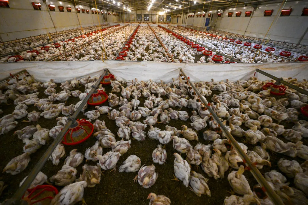 A poultry farm&nbsp;in Ankara.
