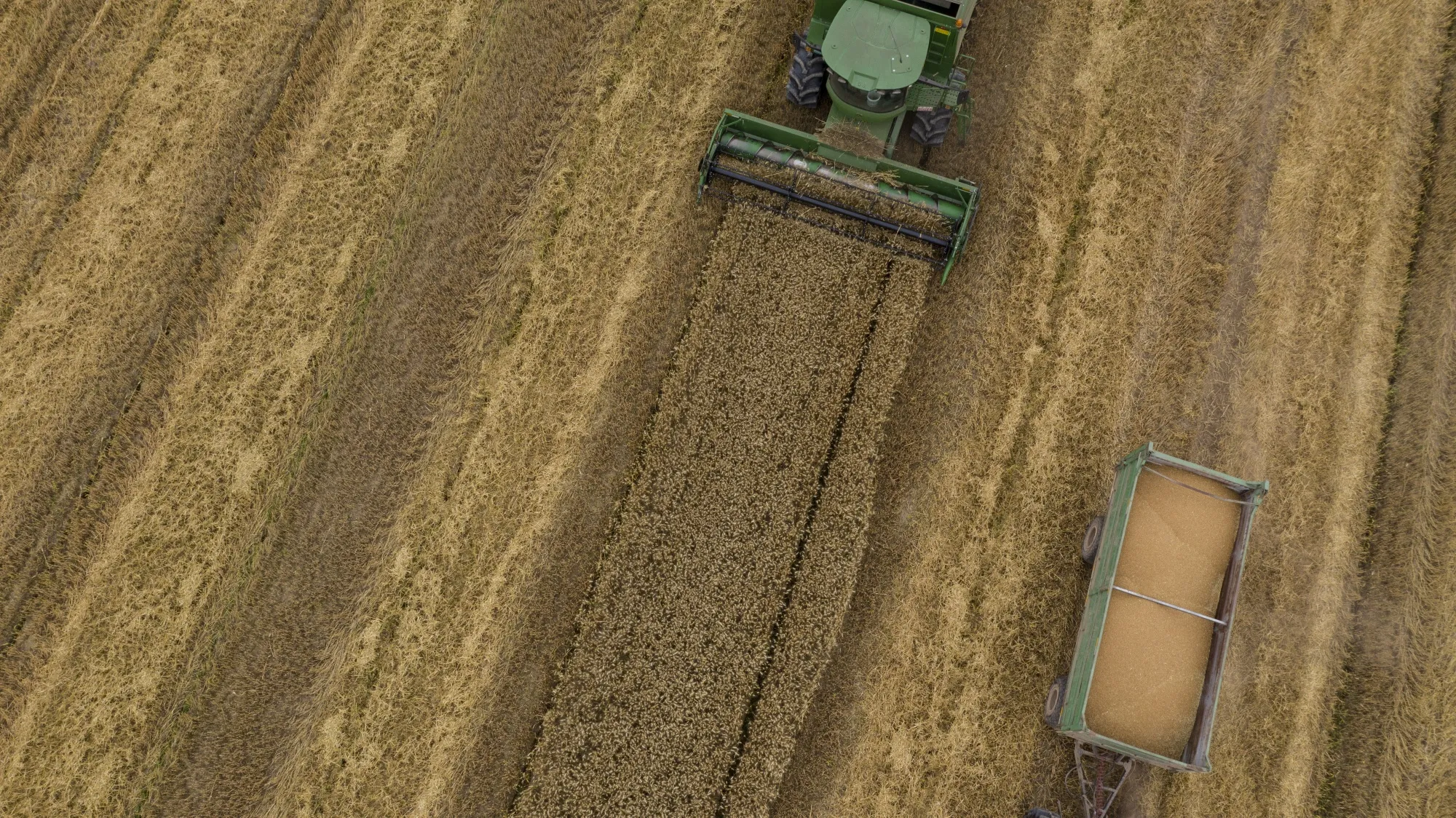 A harvester collects wheat from a field on Chongming Island, in Shanghai, earlier in June.&nbsp;