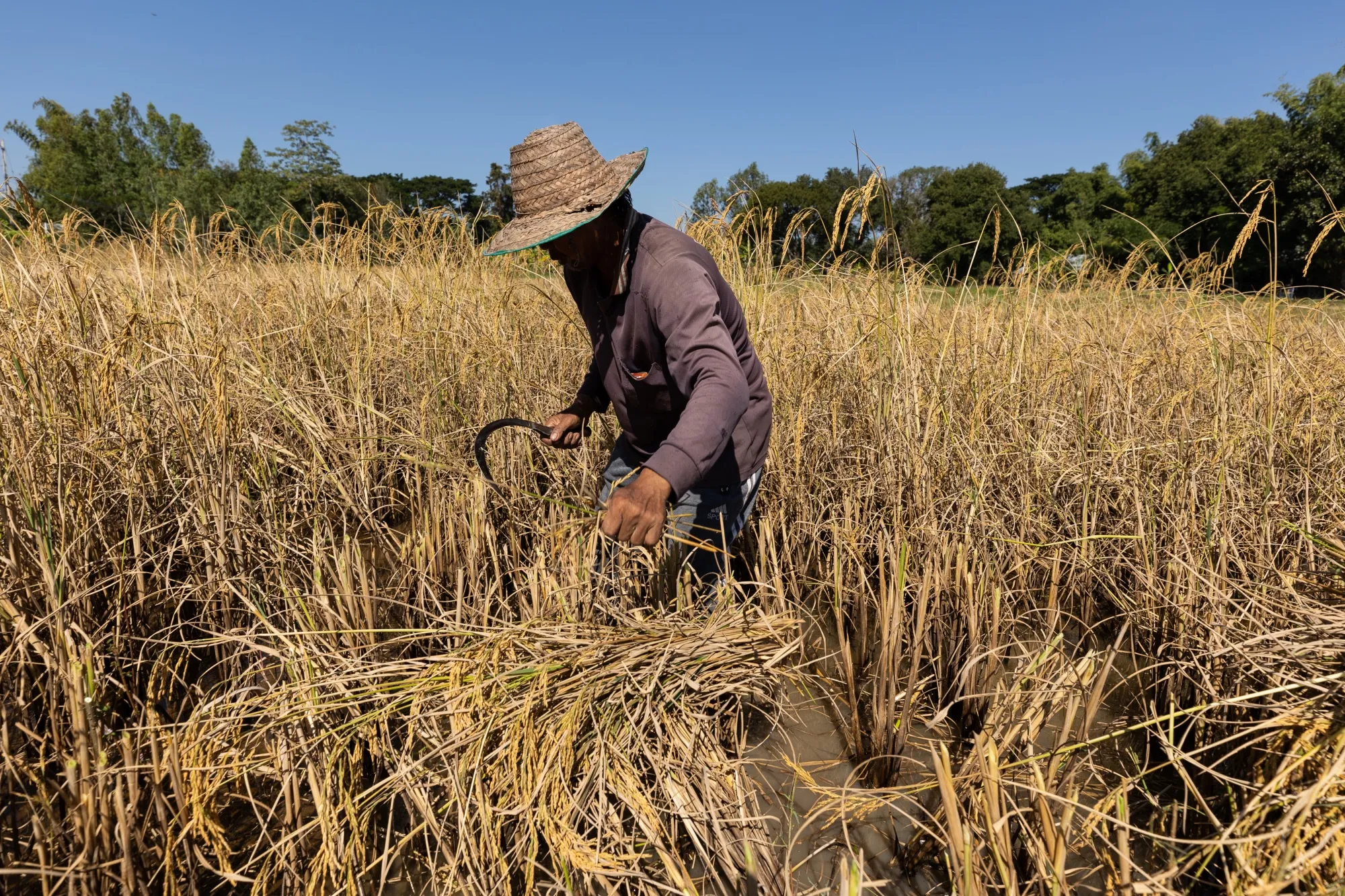 A farmer harvests paddy rice stalks by hand in a farm land in Kalasin province, Thailand, on Tuesday, Nov. 21, 2023.