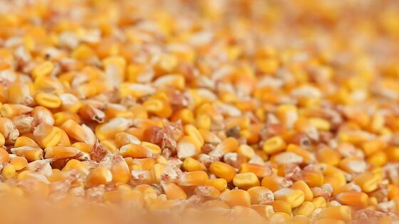 One Grain Is Keeping World’s Food Crisis From Getting Worse
