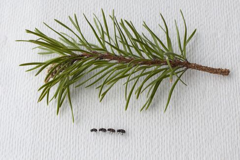 Adult mountain pine beetles are pictured with foliage from a lodgepole pine tree. Photographer: David Ryder/Bloomberg