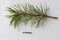 Adult mountain pine beetles are pictured with foliage from a lodgepole pine tree. Photographer: David Ryder/Bloomberg