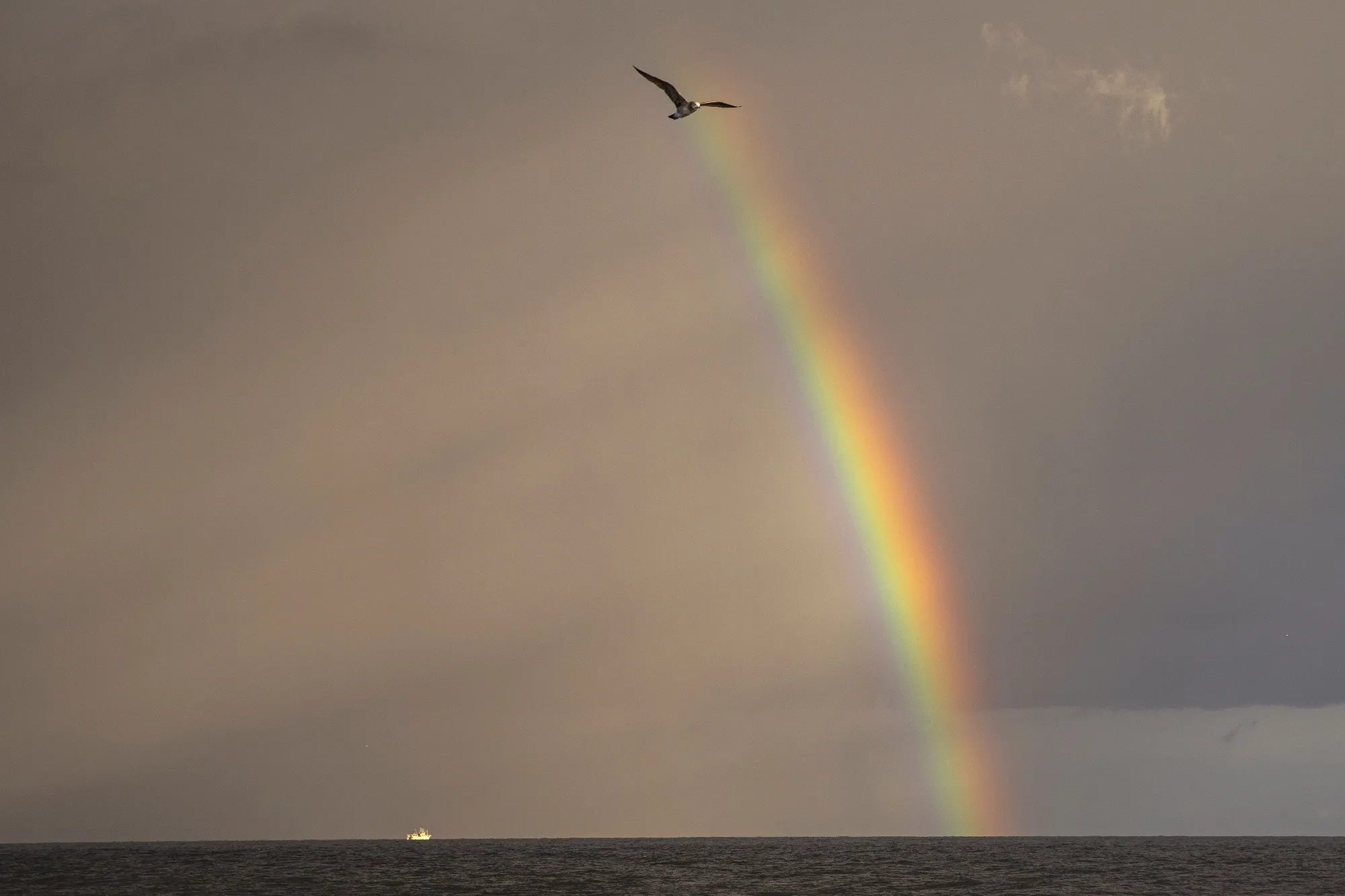 A seagull flies as a rainbow rises the sea west of the Noto Peninsula, Japan, on Wednesday, Nov. 17, 2021.&nbsp;