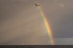 A seagull flies as a rainbow rises the sea west of the Noto Peninsula, Japan, on Wednesday, Nov. 17, 2021.&nbsp;