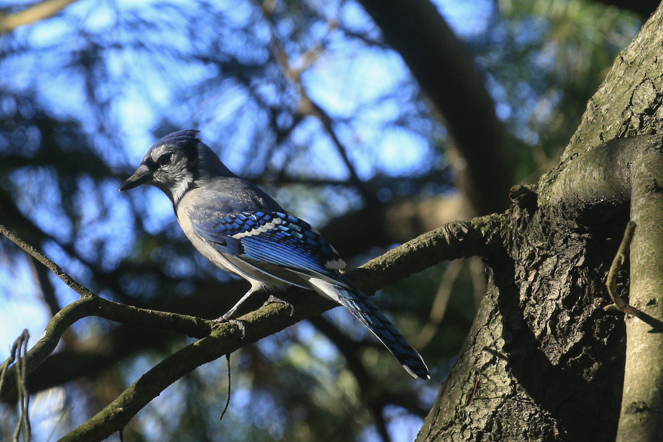 Exploring Bird Migration Map – Environment for the Americas